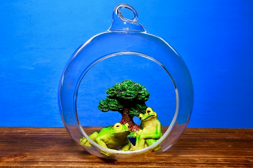 Terrarium of bonsai and frog.
All are mass production of 100 yen shop.