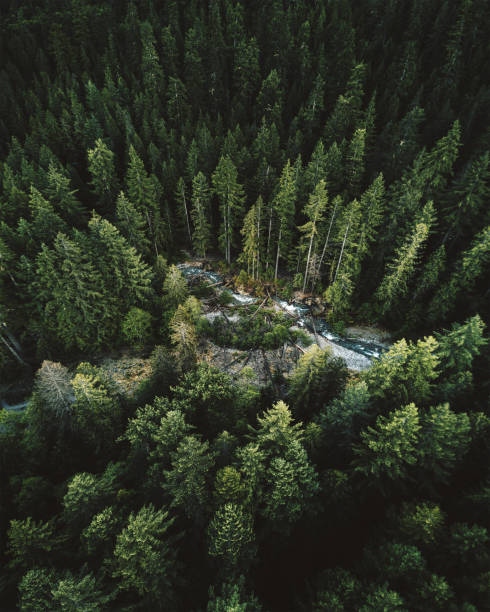 vista aérea de árbol verde en el estado de washington - day washington state vertical outdoors fotografías e imágenes de stock