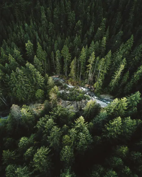 Photo of green tree aerial view in washington state