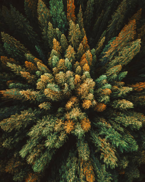 istock green tree aerial view in washington state 936345284