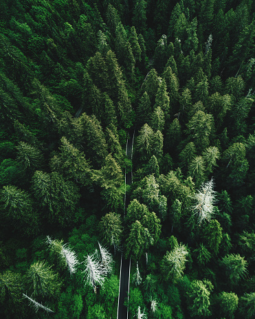 green tree aerial view in washington state