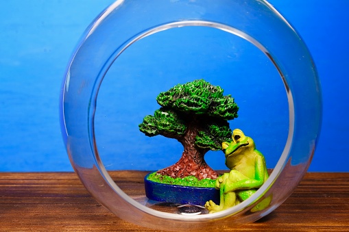 Terrarium of bonsai and frog.
All are mass production of 100 yen shop.