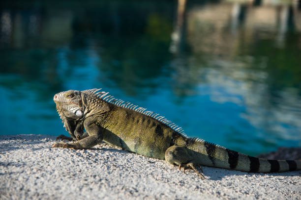 istock Large Iguana resting on hot rocks under the sun near water edge. 936345452
