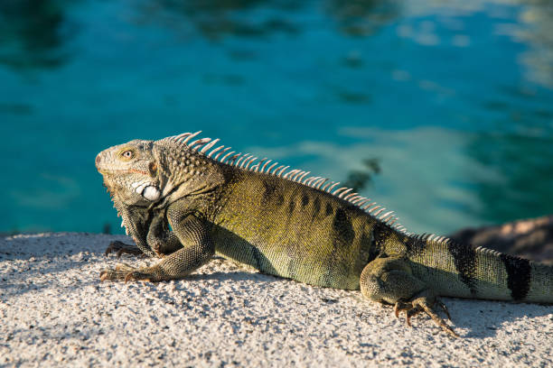 istock Large Iguana resting on hot rocks under the sun near water edge. 936345474