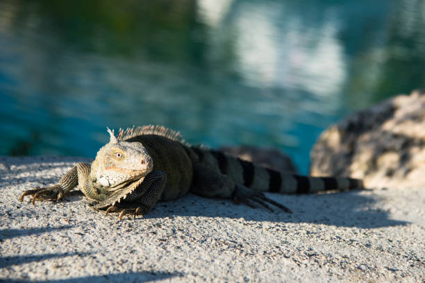 istock Large Iguana resting on hot rocks under the sun near water edge. 936345478