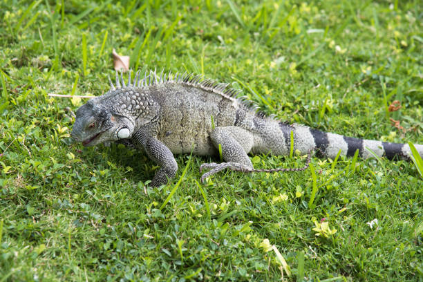 istock Large Iguana resting on green grass outdoors 936345496