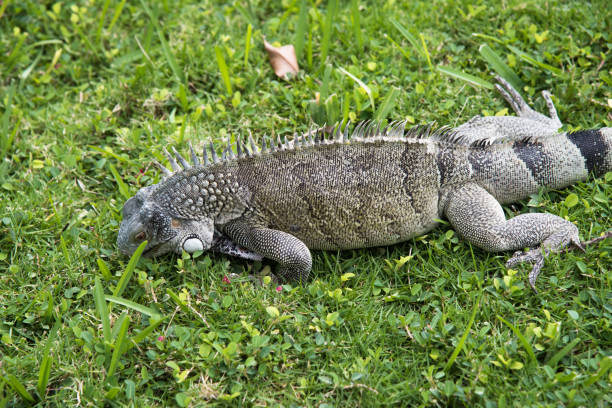 istock Large Iguana resting on green grass outdoors 936345506