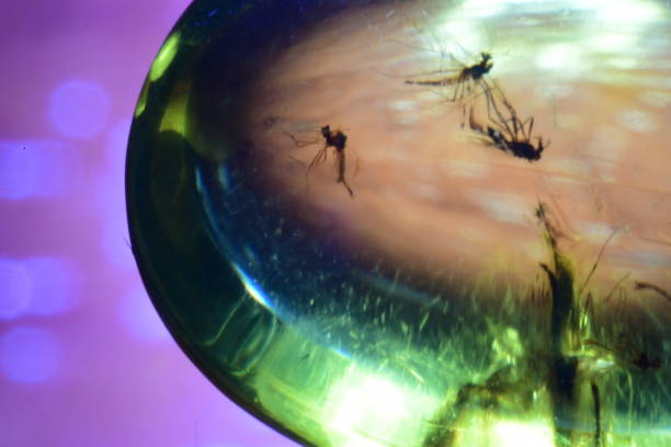istock Piece of amber 936345748