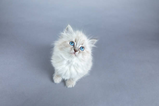 istock Portrait of Siberian kitten, studio shoot 936350402