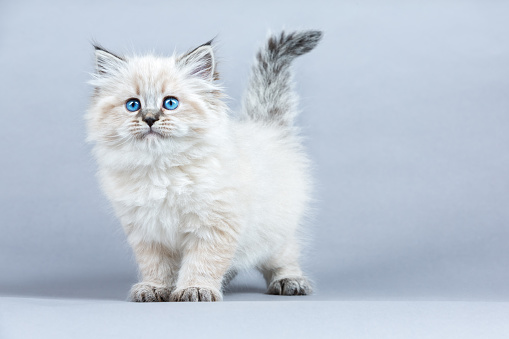 Portrait of a Siberian kitten, studio shot on a gray background