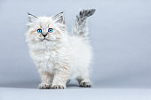 Portrait of Siberian kitten, studio shoot