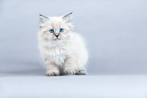 istock Portrait of Siberian kitten, studio shoot 936350408