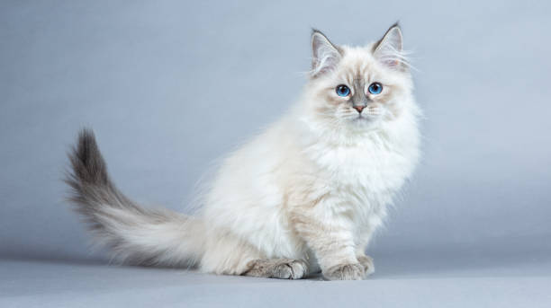 istock Portrait of Siberian kitten, studio shoot 936350412