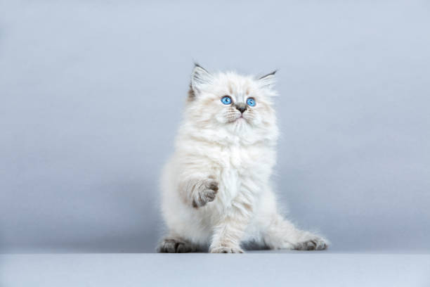 istock Portrait of Siberian kitten, studio shoot 936350414