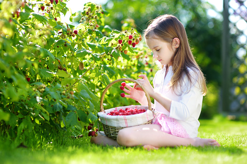 Cute little girl picking fresh berries on organic raspberry farm on warm and sunny summer day. Child harvesting in a garden.
