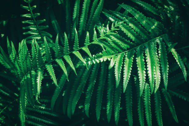 istock tropical fern leaves 936352404