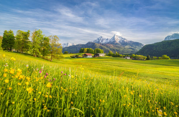 istock Idyllic mountain scenery in the Alps with blooming meadows in springtime 936353322