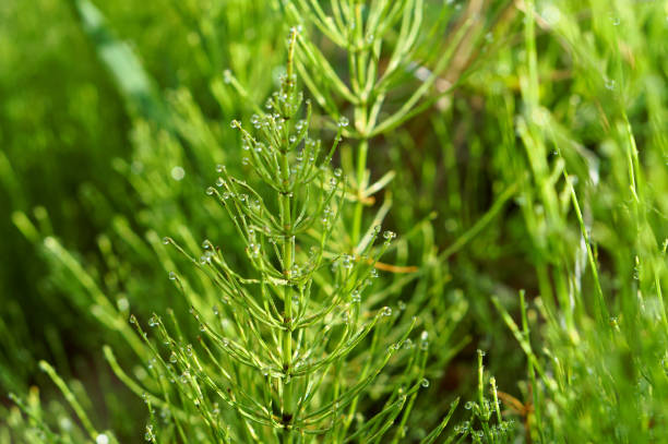 horsetail green grass with dewdrops, dew drops on a stalk of horsetail stock photo