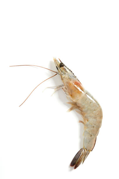 istock Fresh raw seafood shrimp on white background 936353926