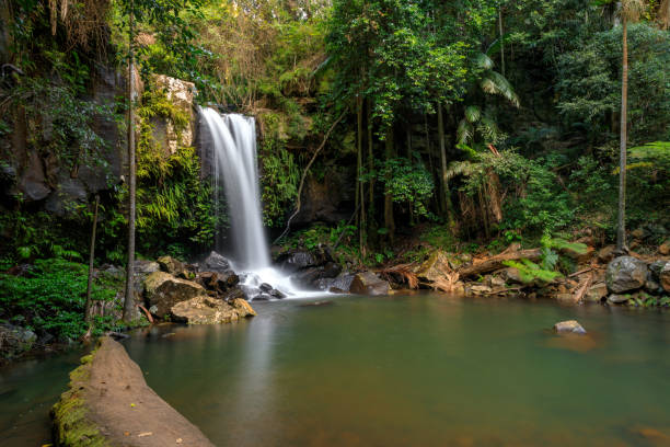 curtis falls - austrália tropical rainforest cachoeira - tropical rainforest waterfall rainforest australia - fotografias e filmes do acervo