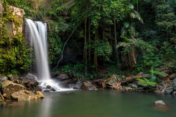 Curtis Falls - Tropical Rainforest Waterfall Australia