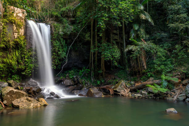 curtis falls - austrália tropical rainforest cachoeira - tropical rainforest waterfall rainforest australia - fotografias e filmes do acervo