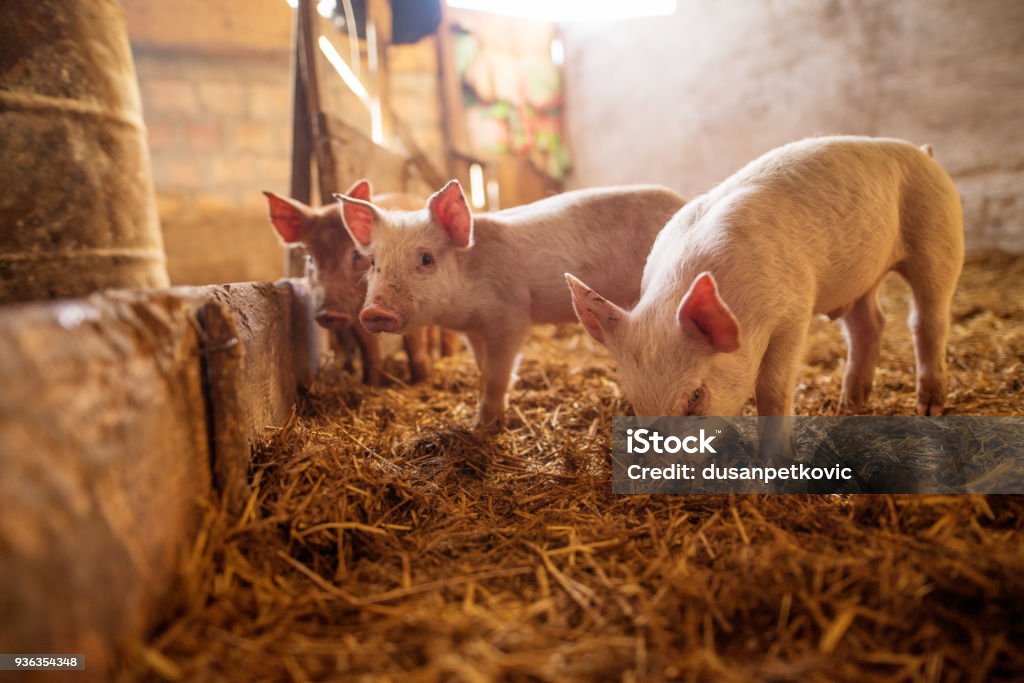 A small piglet in the farm. Swine in a stall. Shallow depth of field. Pig Stock Photo