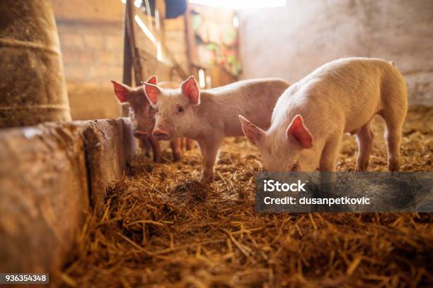 A Small Piglet In The Farm Swine In A Stall Shallow Depth Of Field Stock Photo - Download Image Now