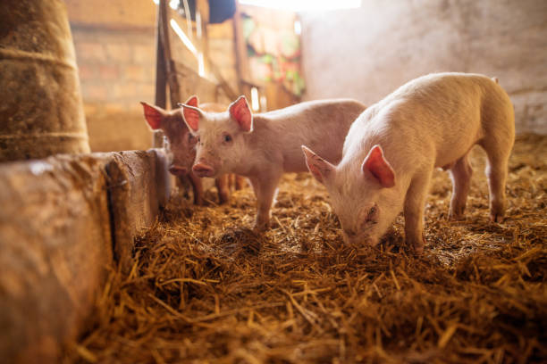 mały prosiaczek w gospodarstwie. trzody chlewnej w straganie. płytka głębia ostrości. - livestock pink agriculture nature zdjęcia i obrazy z banku zdjęć