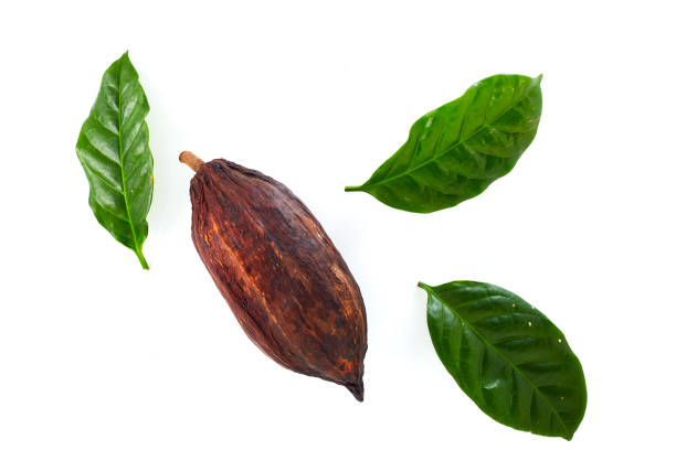 cocoa pods with Cocoa leaf Cocoa pods with Cocoa leaf on a white background cocoa bean stock pictures, royalty-free photos & images