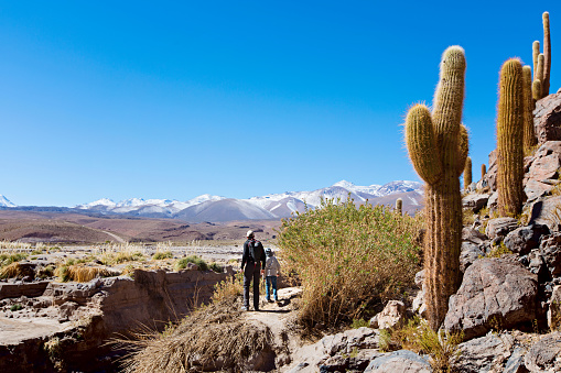 back view of family of two, father and son, hiking and walking together enjoying cactus valley in atacama desert, chile, healthy active family lifestyle and vacation concept