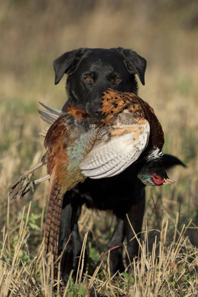 istock A Black Labrador Retriever with a Rooster Pheasant in South Dakota 936359396
