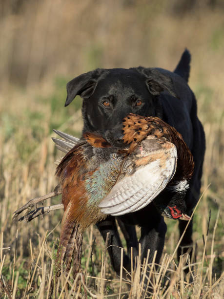istock A Black Labrador Retriever with a Rooster Pheasant in South Dakota 936359400