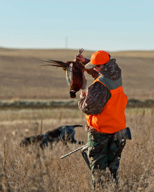 молодой охотник на фазан�ов в южной дакоте в хороший осенний день - pheasant hunter стоковые фото и изображения