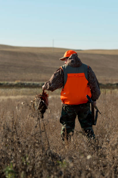 istock A young Pheasant hunter in South Dakota on a nice autumn day 936359880