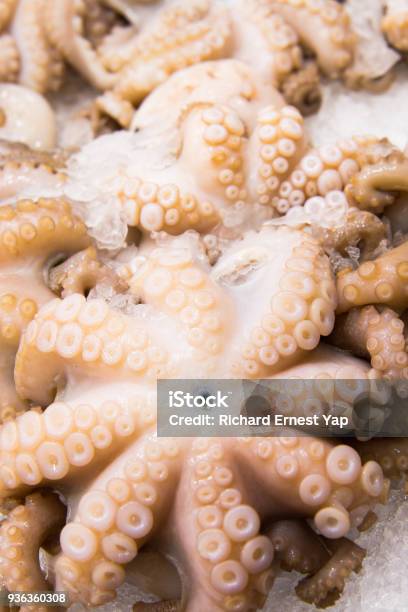Fresh Octopus Stock Photo - Download Image Now - Animal, Asia, Australia