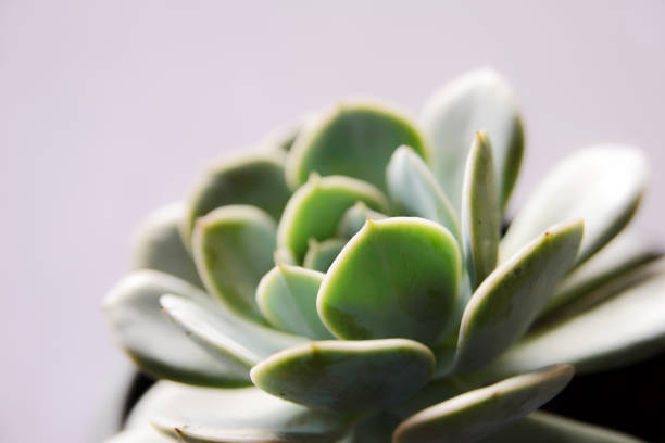 istock layers of echeveria leaves, Cactus - close up view 936360328