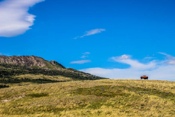 istock Green Rural Fields and Pastures and Blue Skies 936360512