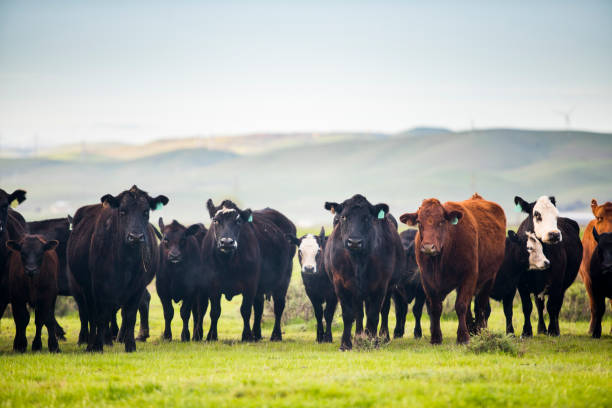 ganado de carne abierta gama en rancho grande - herder fotografías e imágenes de stock