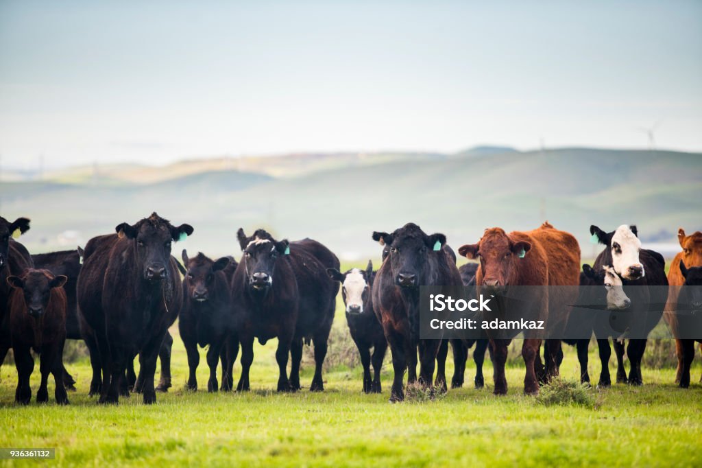 Beef Cattle Open Range on Large Ranch Grass-fed beef cattle roaming on a large ranch in the Central Valley, California Aberdeen Angus Cattle Stock Photo