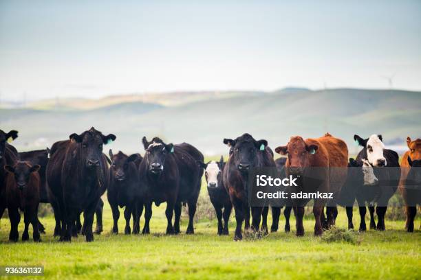 Beef Cattle Open Range On Large Ranch Stock Photo - Download Image Now - Aberdeen Angus Cattle, Cattle, Beef Cattle