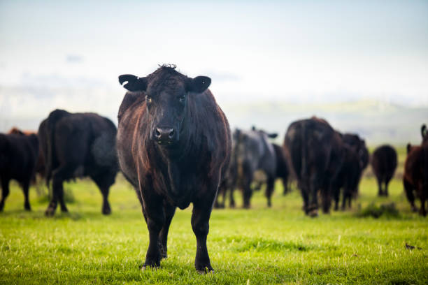 Beef Cattle Open Range on Large Ranch Grass-fed beef cattle roaming on a large ranch in the Central Valley, California grazing stock pictures, royalty-free photos & images