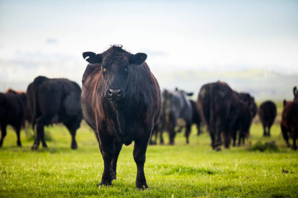 Beef Cattle Open Range on Large Ranch Grass-fed beef cattle roaming on a large ranch in the Central Valley, California beef cattle stock pictures, royalty-free photos & images