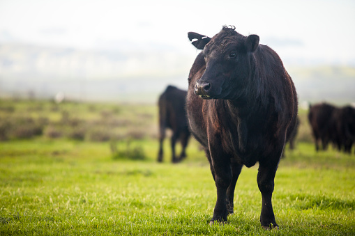 A black dexter cow annoyed about flies.
