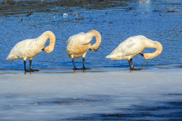 istock Tundra swans grooming themselves. 936363146