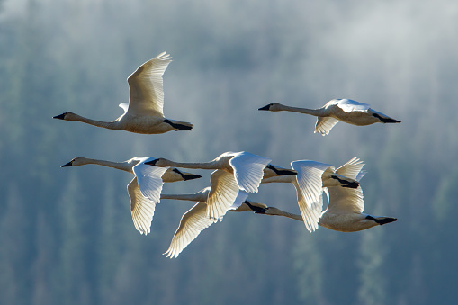 A flock of tundra swans flying in formation near Kilarney Lake in north Idaho.
