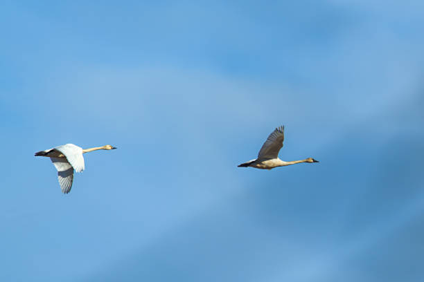 istock Tundra swans in the blue sky. 936363158