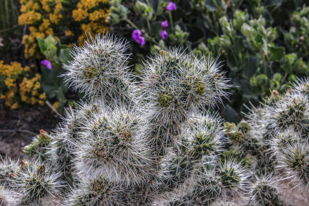 istock Cactus Plant Grows in the Desert 936363204