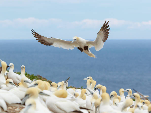 istock Northern gannets and their colony 936363264
