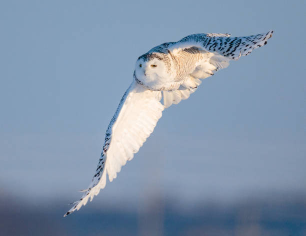 istock Female snowy owl in flight 936363288